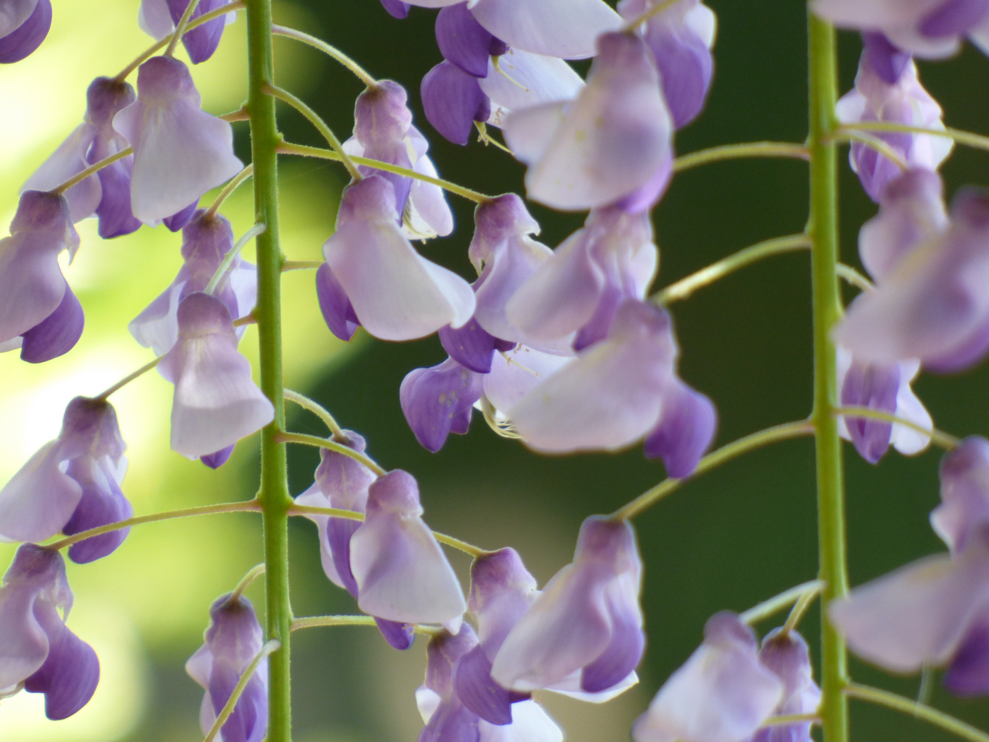 Wisteria 2