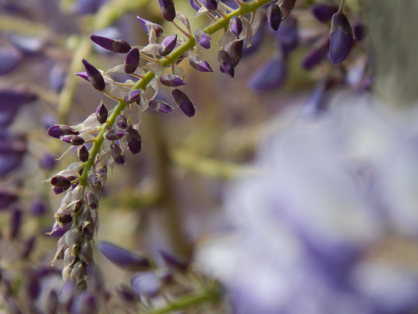 Wisteria