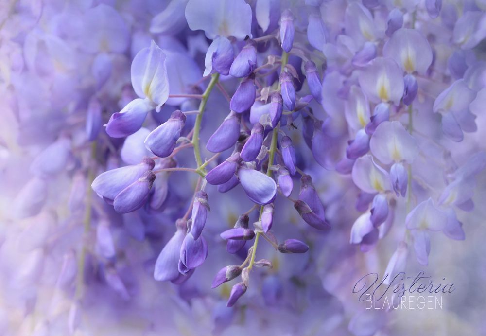 wisteria