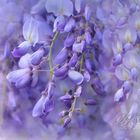 wisteria