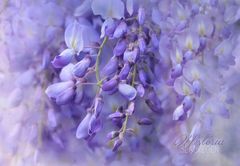 wisteria