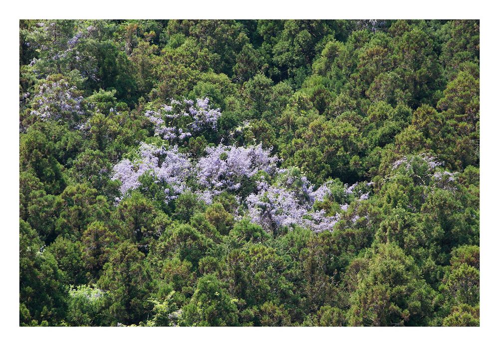 Wisteria blooming in the mountains