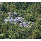 Wisteria blooming in the mountains