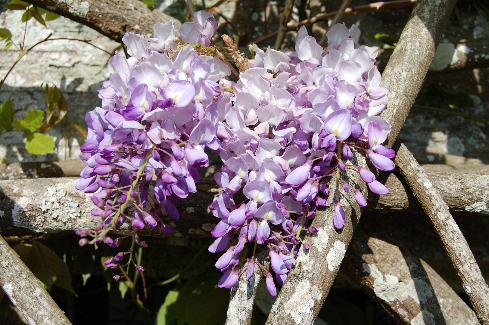 Wisteria