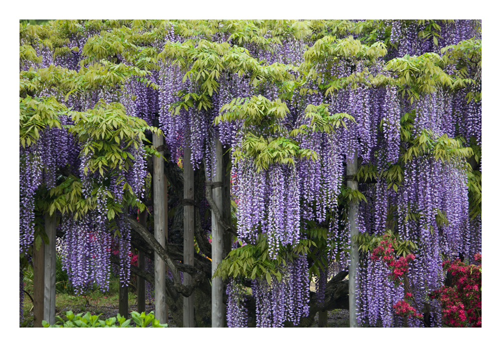 Wisteria