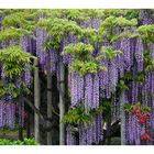 Wisteria