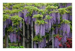 Wisteria