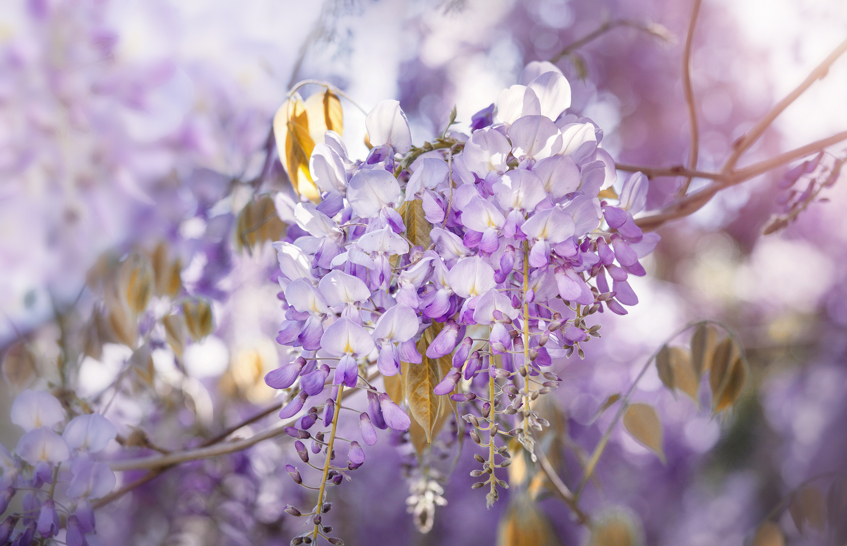 Wisteria*