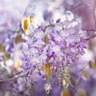 Wisteria*