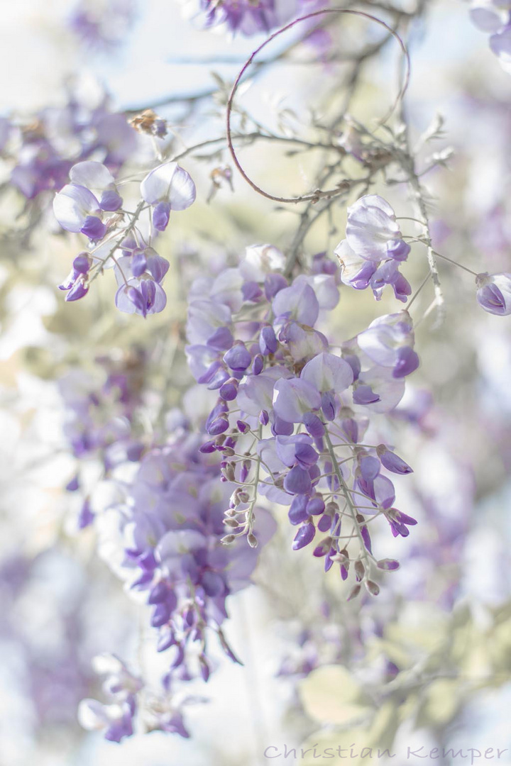 Wisteria