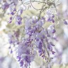 Wisteria