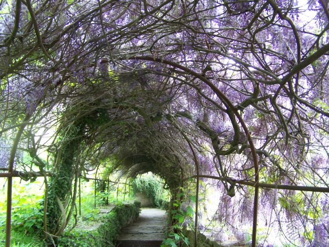 Wisteria