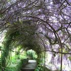 Wisteria