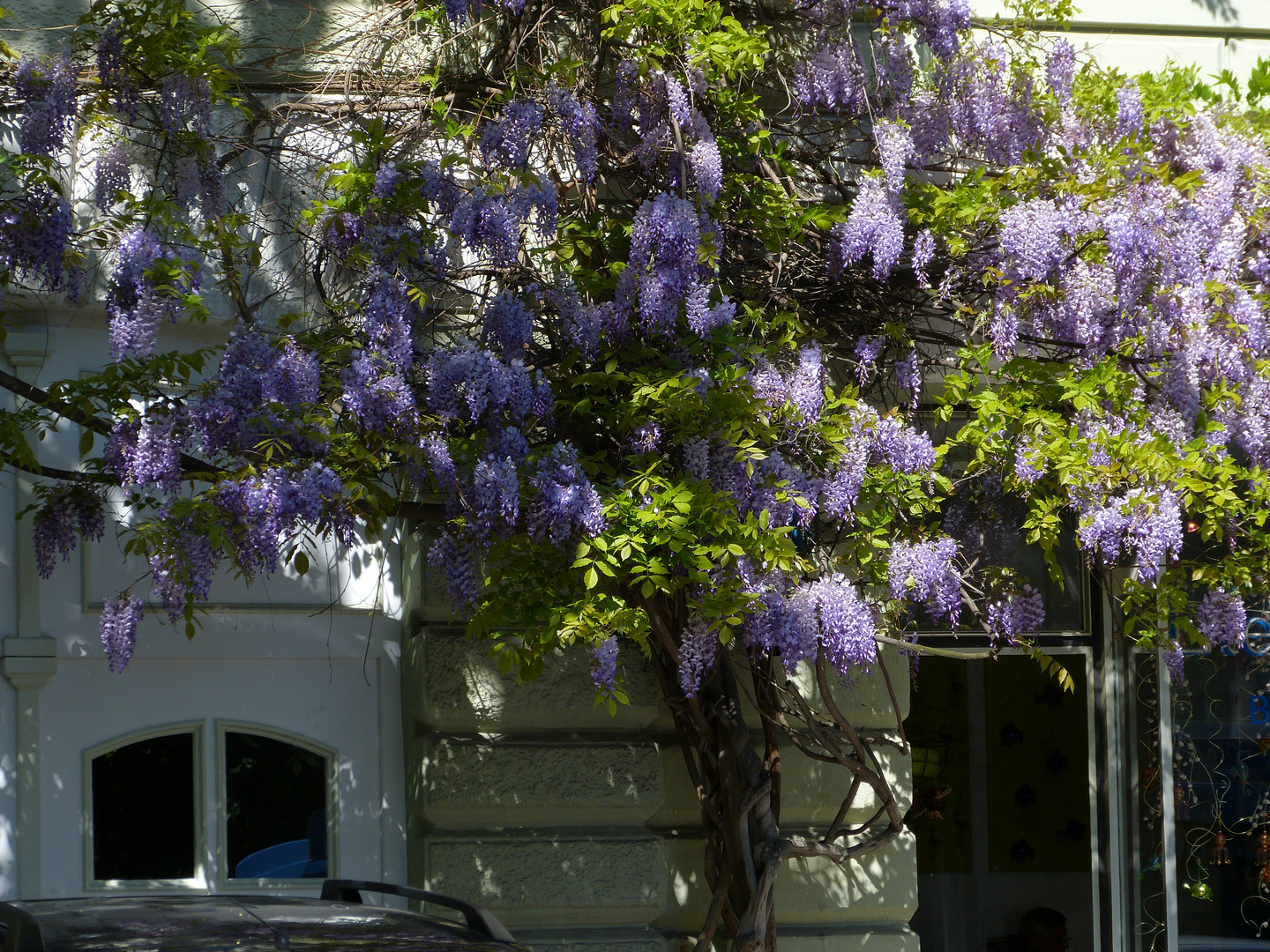 Wisteria nahe Max-Weber-Platz in München, Haidhausen (1)