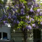 Wisteria nahe Max-Weber-Platz in München, Haidhausen (1)