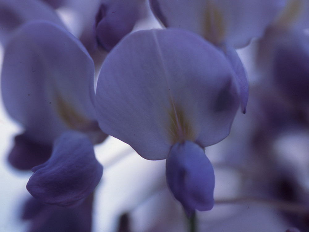 wisteria sinenis