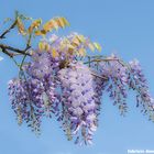 wisteria - the flower of friendship
