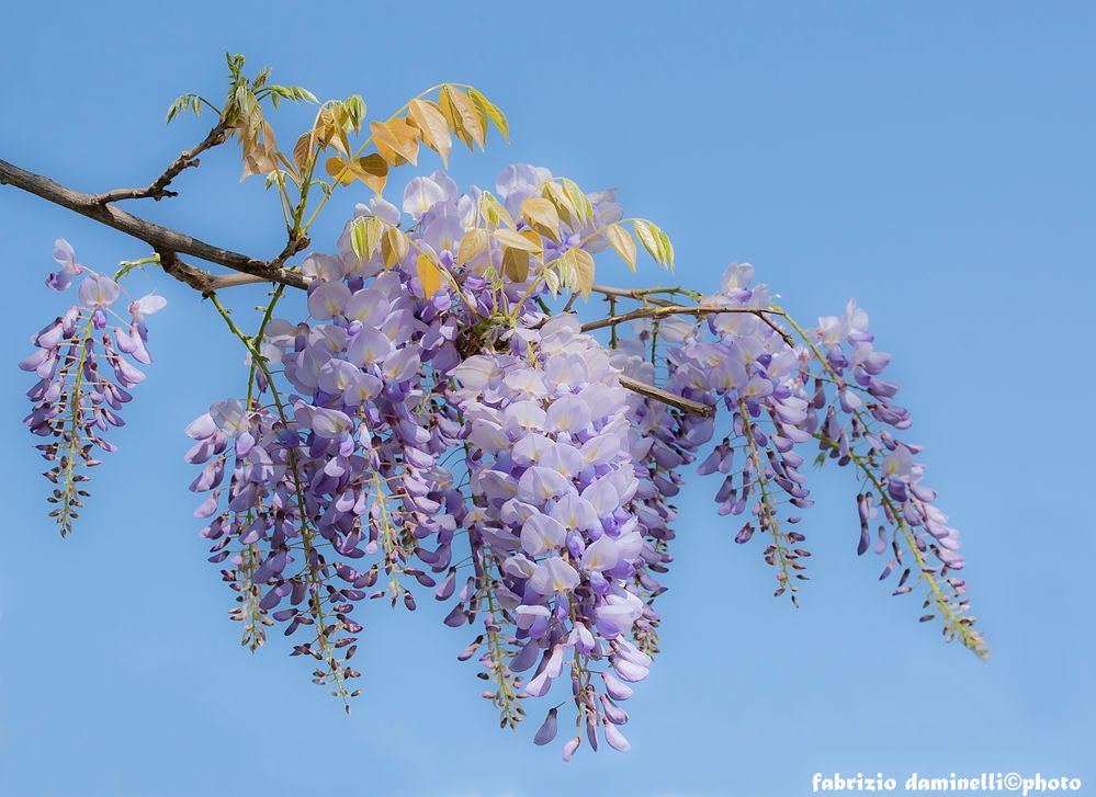 wisteria - the flower of friendship