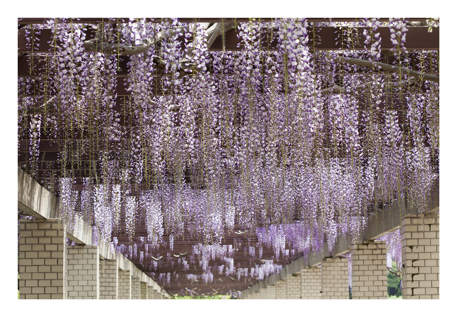 Wisteria trellis