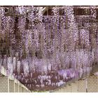 Wisteria trellis