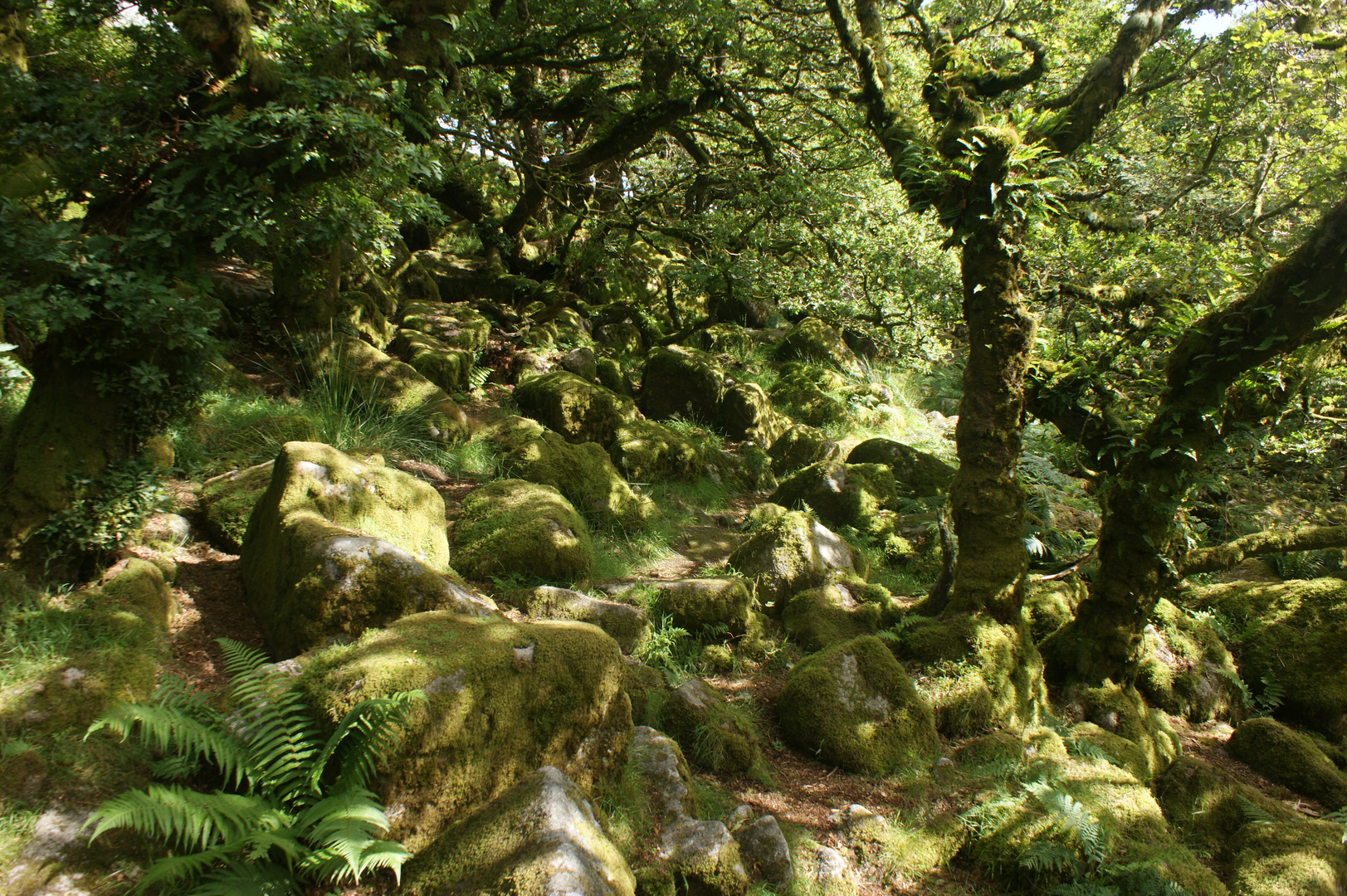 Wistman Woods in Südengland