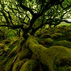 Wistman's Wood Dartmoor