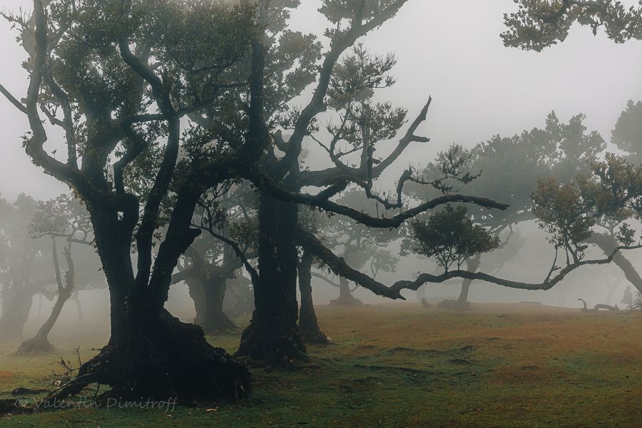 Witch forest