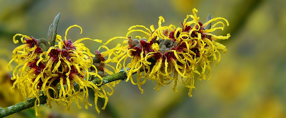 Witch-Hazel