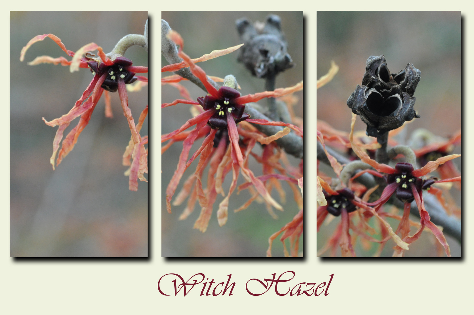 Witch Hazel