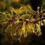 Witch-Hazel