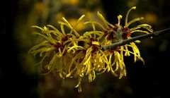 Witch-Hazel