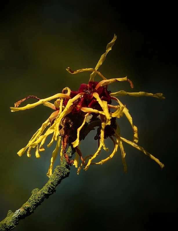 Witch-Hazel