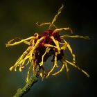 Witch-Hazel