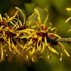 Witch-Hazel