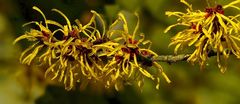 Witch-Hazel