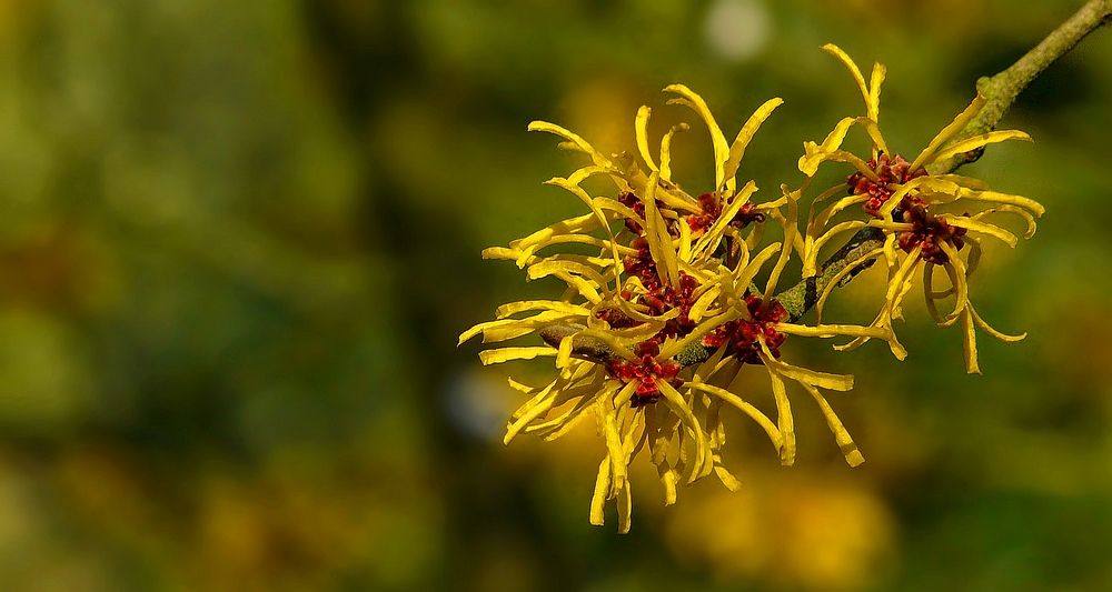 Witch-Hazel