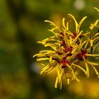 Witch-Hazel