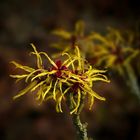 Witch-Hazel