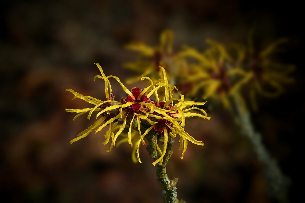 Witch-Hazel