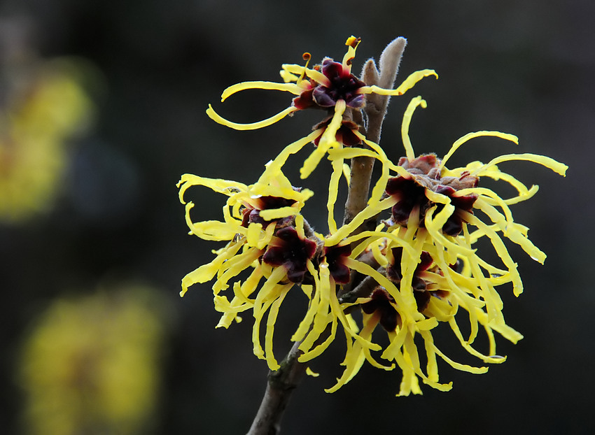 Witch Hazel