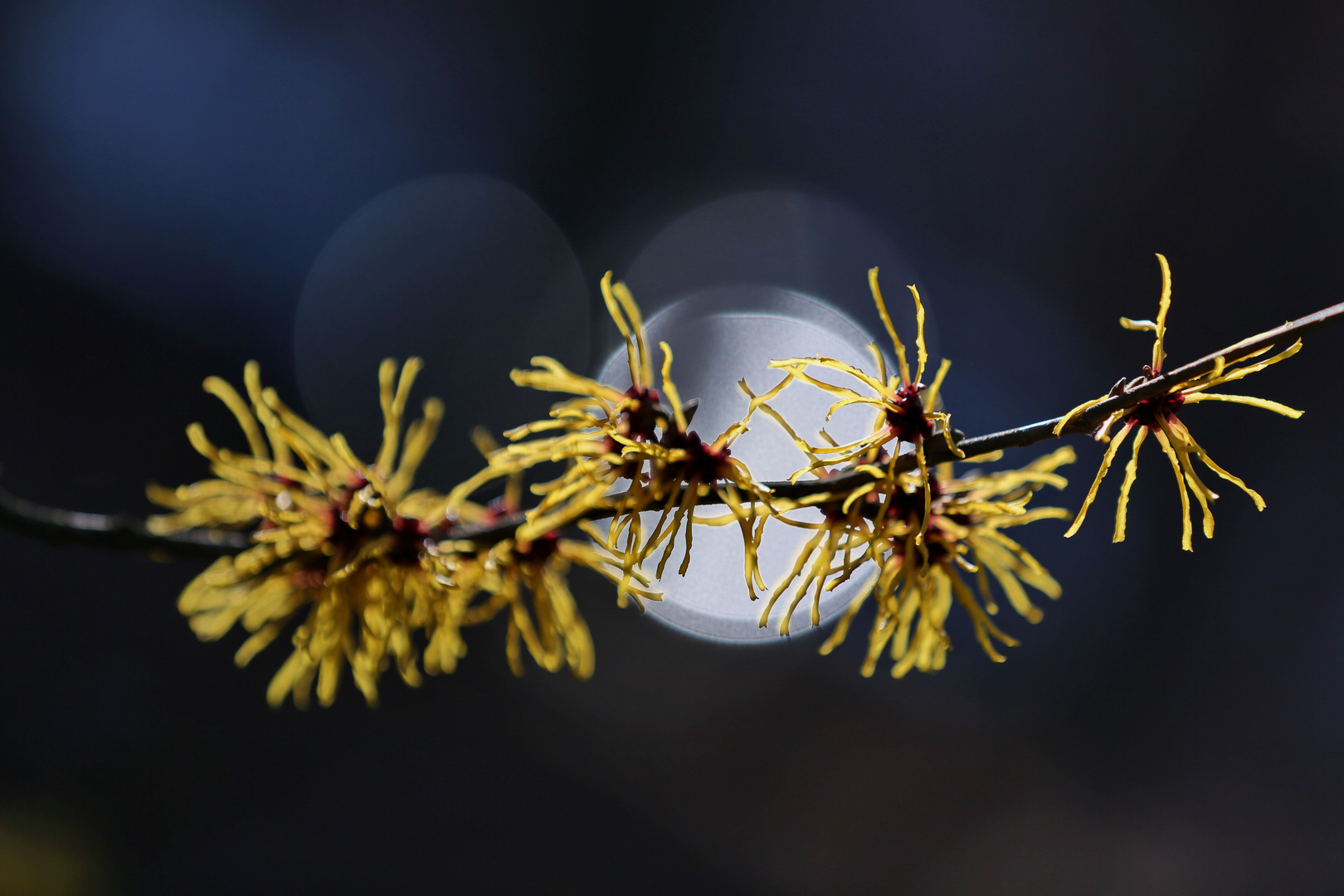 Witch Hazel - Zaubernuss - Hamamelis