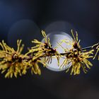 Witch Hazel - Zaubernuss - Hamamelis