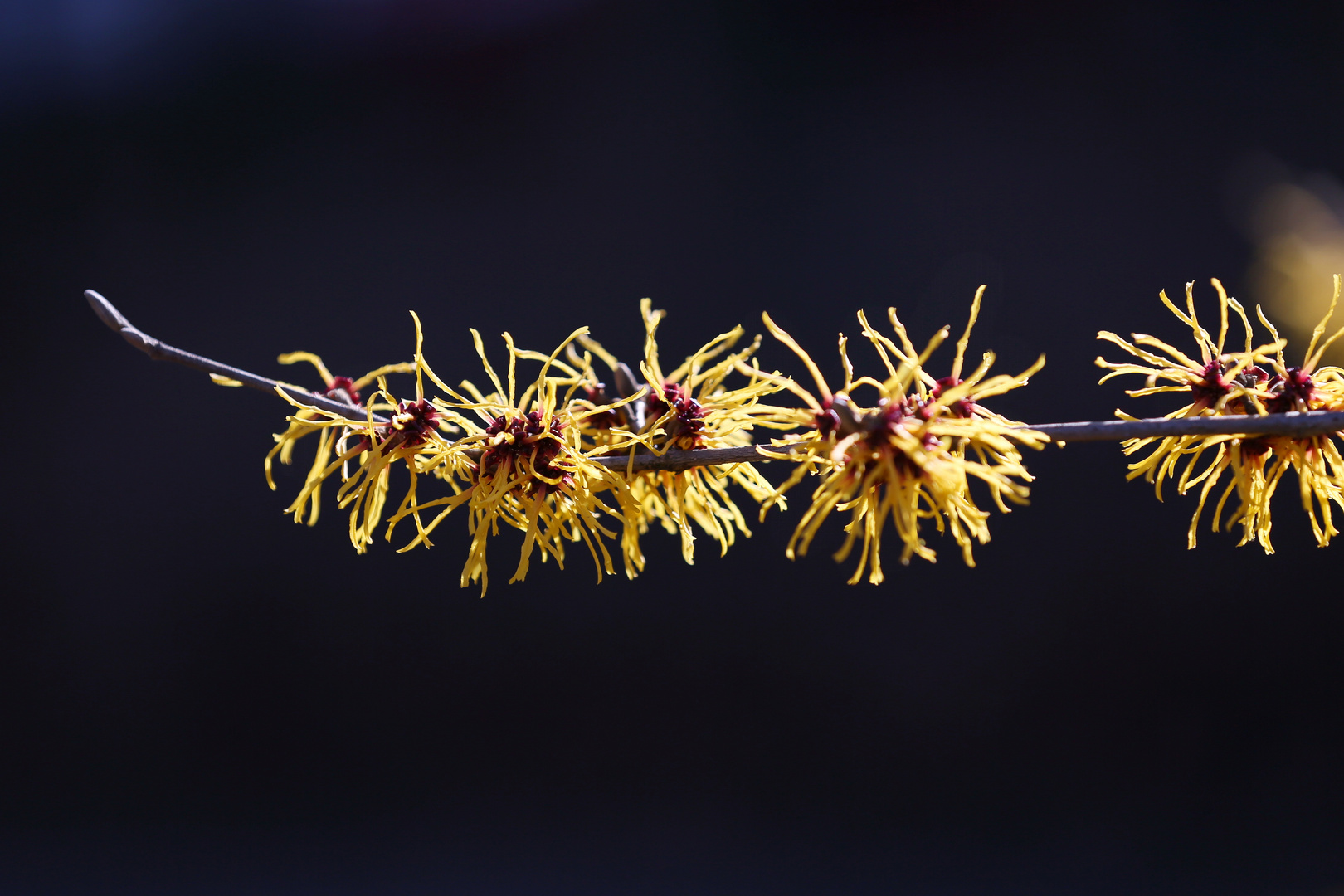 Witch Hazel - Zaubernuss - Hamamelis