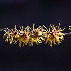 Witch Hazel - Zaubernuss - Hamamelis