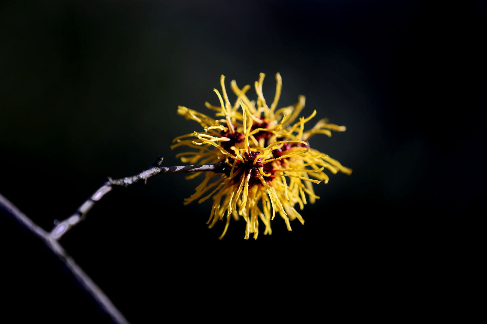 Witch Hazel - Zaubernuss - Hamamelis