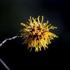 Witch Hazel - Zaubernuss - Hamamelis