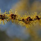 Witch Hazel - Zaubernuss - Hamamelis