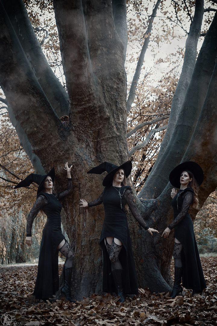 ~ witches tree ~