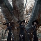 ~ witches tree ~
