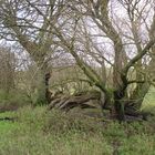 Witcombe Deer tree